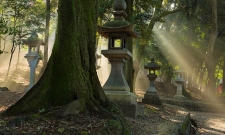 Lantern Rays