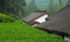 Tea Fields
