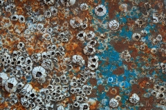 Barnacles & Rust