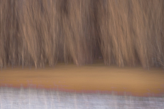 Poplars Along the Pond