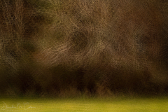 The Dark Forest