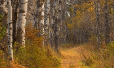 Fall Hall