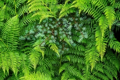 Fern Nest