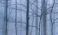 Forest Fog Great Smokies NP