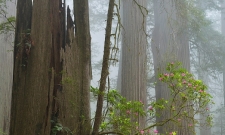 Forest Ghost