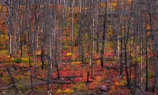 Forest Revival