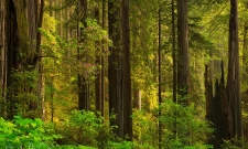 Forested