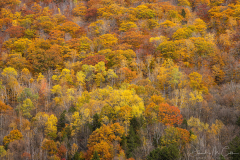 Hillside Color