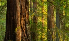 Oregon Redwoods