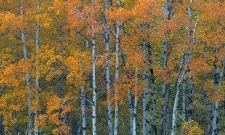 Red Aspen