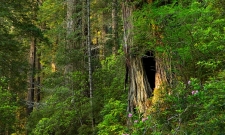 Redwood Road
