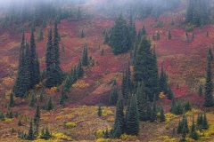 Sub Alpine Forest Fall