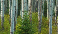 Tree in a Forest
