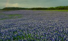 Bluebonnet Rainbow