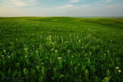 Prairie Blooms