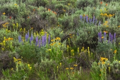 Steens Mountain Bloom