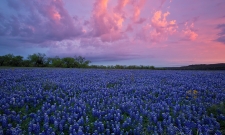 Texas Spring Sunrise