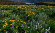 Wildflower Morn