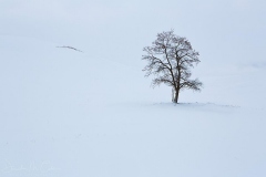 Winter's Offerings