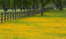 Yellow Field Fenceline