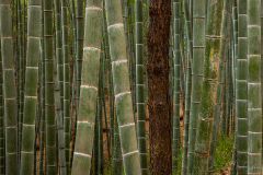Bamboo Forest