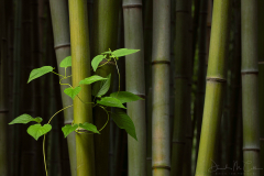 Bamboo & Vine