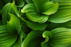Billowing