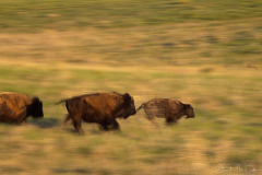 Bison Run