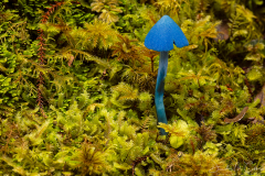 Blue Mushroom