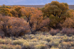 Cottonwood