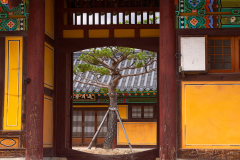 Courtyard Pine