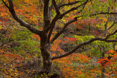 Fall Forest