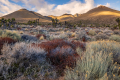 Hills of Gold