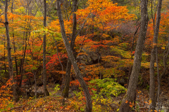 Korean Fall