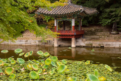 Lotus Pond