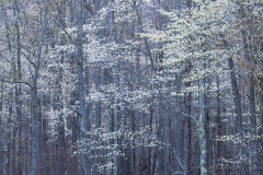 Sarvis Tree Forest Allegheny Serviceberry (Amelanchier)