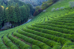 Tea Terraces