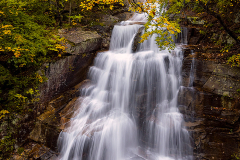 Water &  Leaves