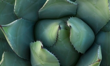 Agave
