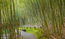 HK11JGCA Bamboo Garden