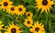 Black eyed Susan (Rudbeckia hirta)