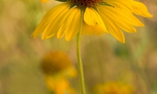 Blanket Flower