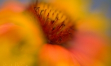 Blanket Flower