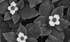 Bunchberry (Cornus canadensis)