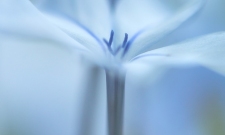 Cape Plumbago (Plumbago auriculata)