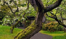 UBC11SPJG Cherry Tree Trunk