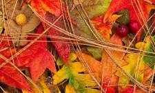 Fall Leaves