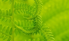 Fern Curl