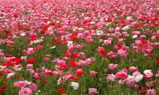 Field of Poppies
