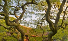 SJGP11S Tea House & Japanese Maple